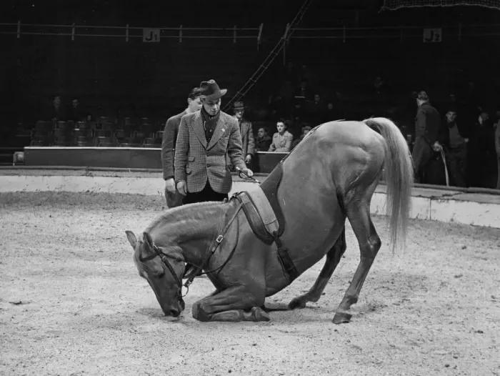 Framed Print : Trainer with his horse rehearsing before a show at the Olympia Circus, London, England Framed Print : Trainer with his horse rehearsing before a show at the Olympia Circus, London, England