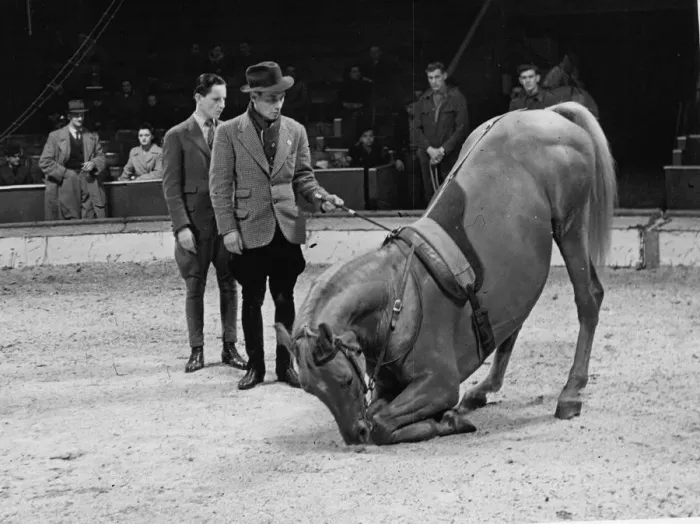 Framed Print : Trainer with his horse rehearsing before a show at the Olympia Circus, London, England Framed Print : Trainer with his horse rehearsing before a show at the Olympia Circus, London, England