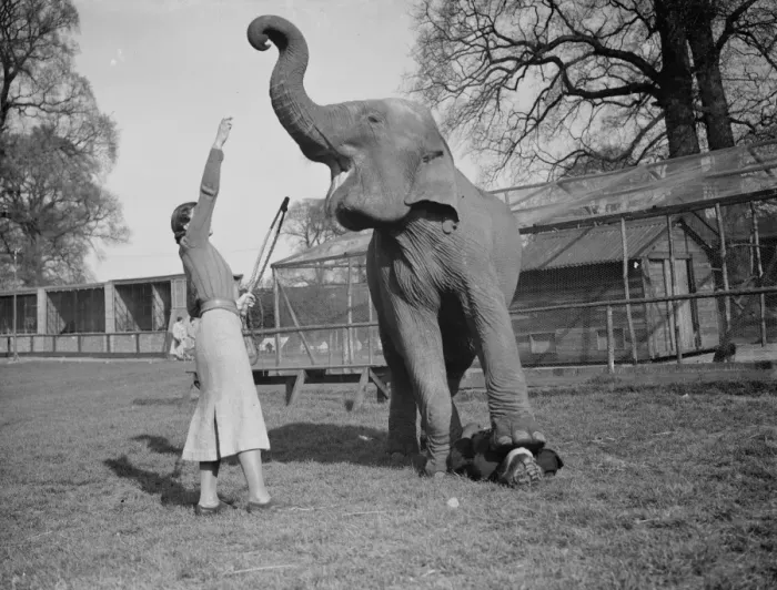 Framed Print : Training an elephant to do circus tricks at Maidstone, Kent. Note the person underneath Framed Print : Training an elephant to do circus tricks at Maidstone, Kent. Note the person underneath