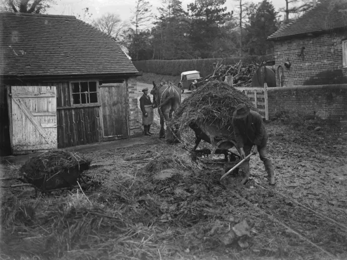 Framed Print : Transporting muck from cowsheds. 1935 Framed Print : Transporting muck from cowsheds. 1935