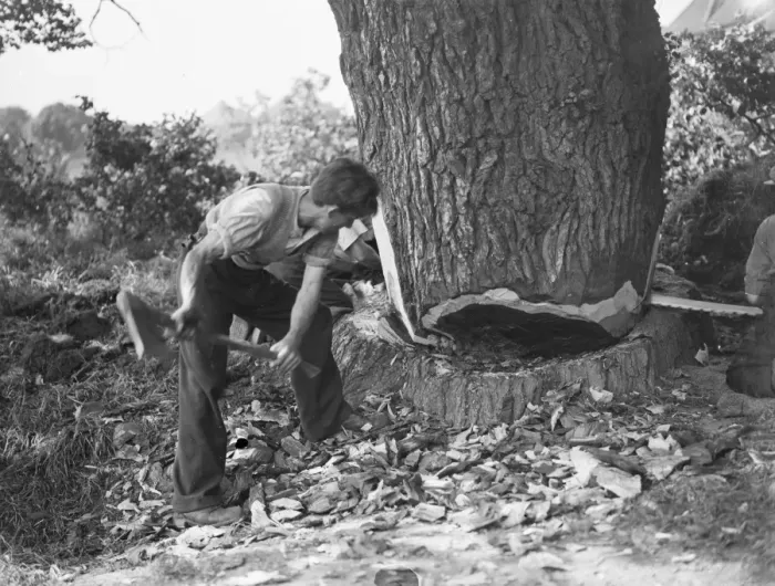 Framed Print : Tree felling in Crayford, Kent. Two men work the tree from one side with a saw