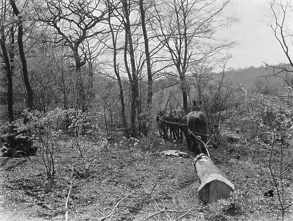 Tree felling at Stockbury, Kent. 1937