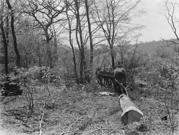 Framed Print : Tree felling at Stockbury, Kent. 1937 Framed Print : Tree felling at Stockbury, Kent. 1937