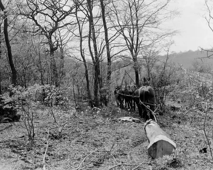 Framed Print : Tree felling. Stockbury. Kent 1937