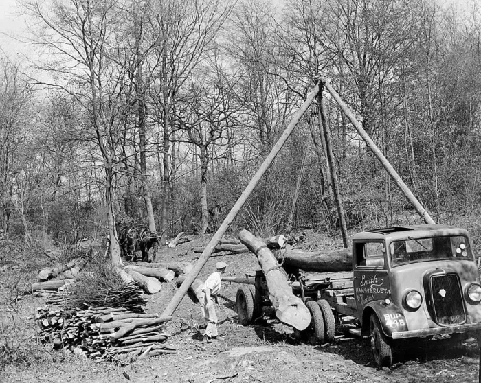 Framed Print : Tree felling. Stockbury. Kent 1937 Framed Print : Tree felling. Stockbury. Kent 1937