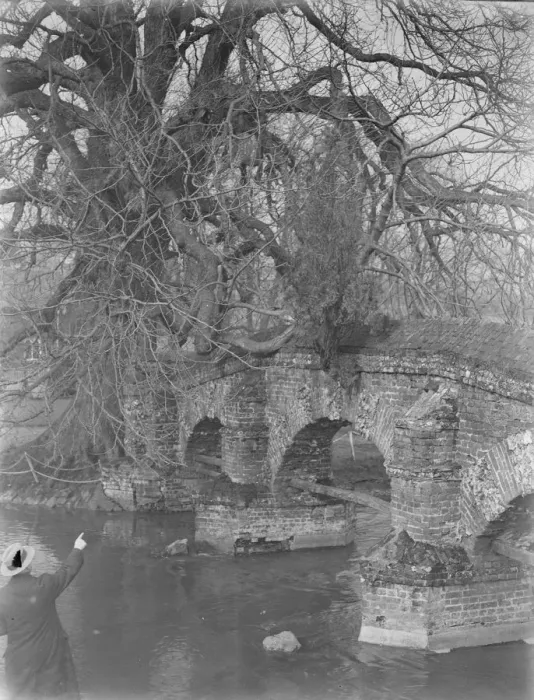 Framed Print : A tree growing from the base of Farningham bridge in Kent. 1939 Framed Print : A tree growing from the base of Farningham bridge in Kent. 1939