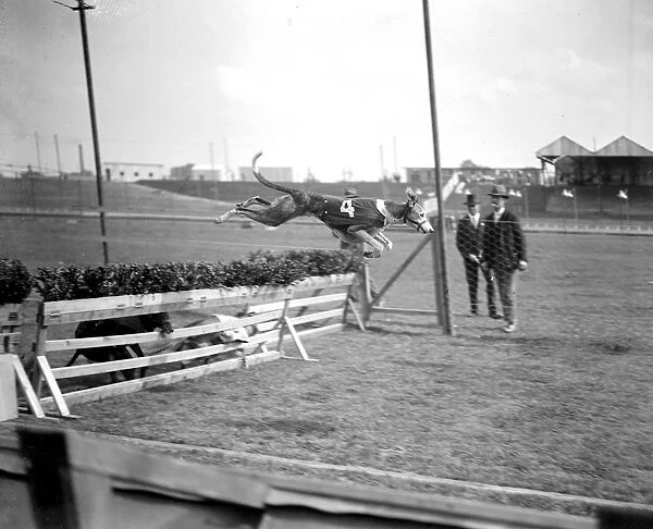 Trials at Harringay Greyhound Course. one of the dogs taking a hurdle