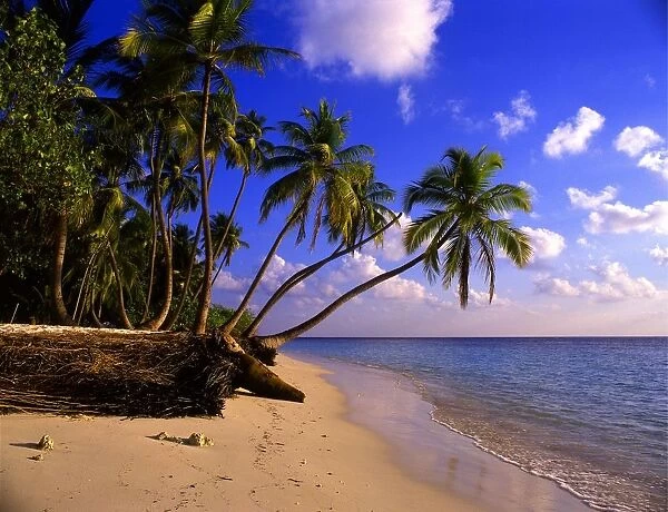 Tropical beauty. Maldives. Little Bandos island