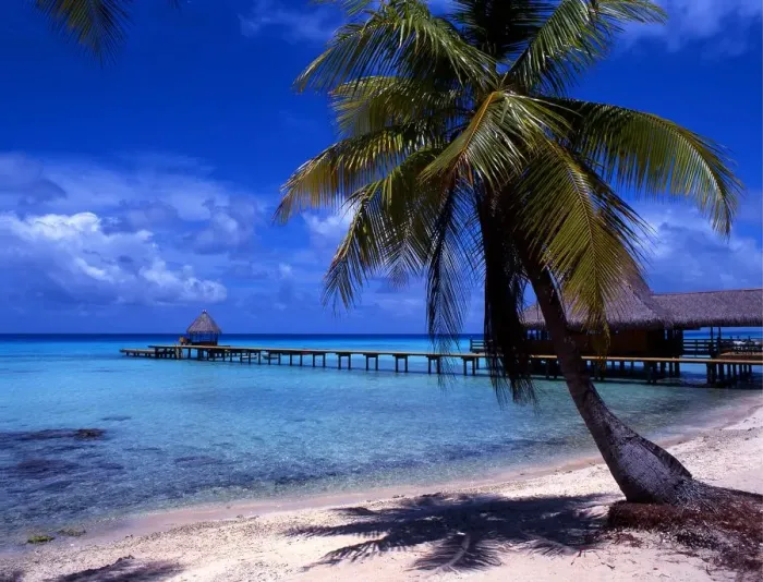 Framed Print : Tropical beauty. Polynesia. Rangiroa