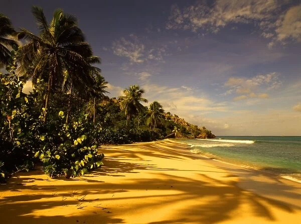 Tropical beauty. West Indies. Beach on Antigua