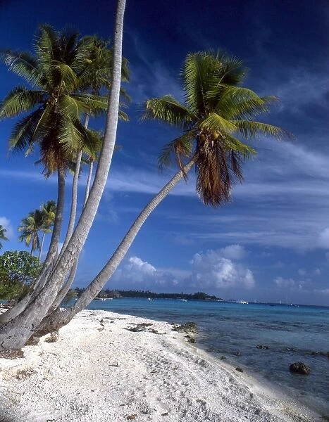 TROPICAL ISLANDS Palm trees and beach - group of small islands at Avearami. French