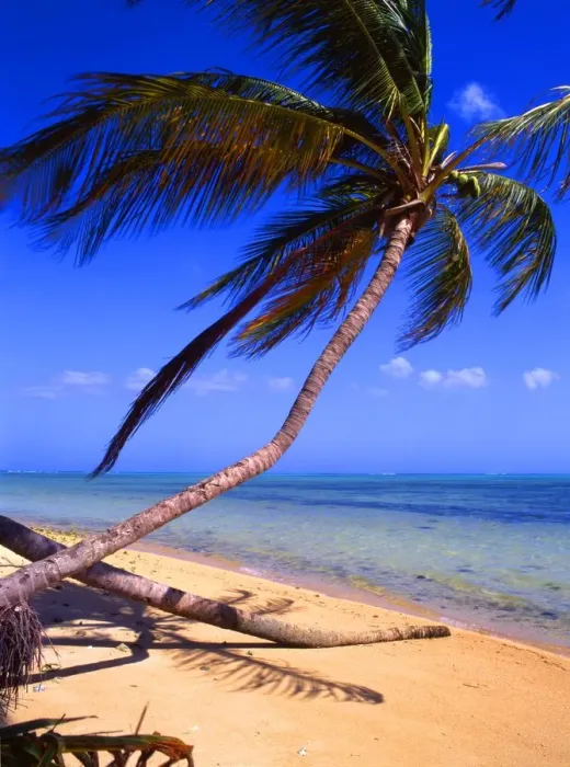 Framed Print : Tropical Islands: West Indies. Tobago. [5]