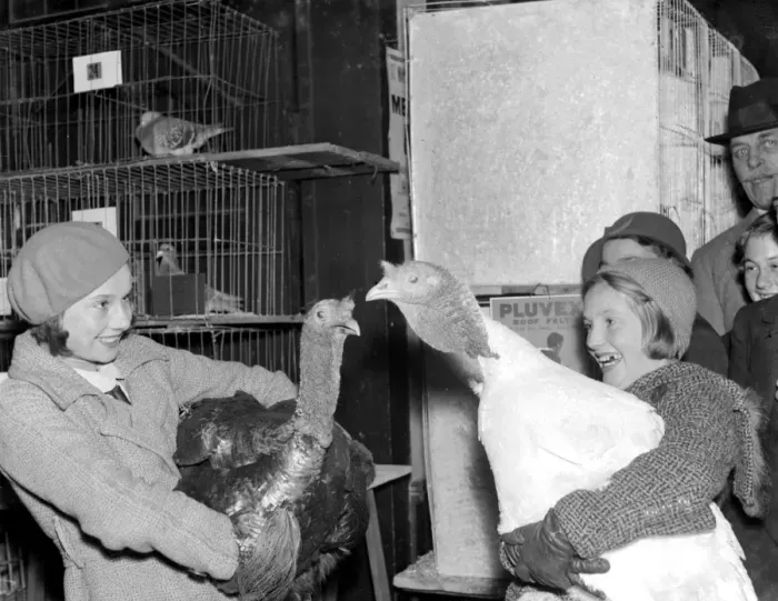 Framed Print : Turkey time at the Chislehurst Show, Kent. 8 November 1934 Framed Print : Turkey time at the Chislehurst Show, Kent. 8 November 1934