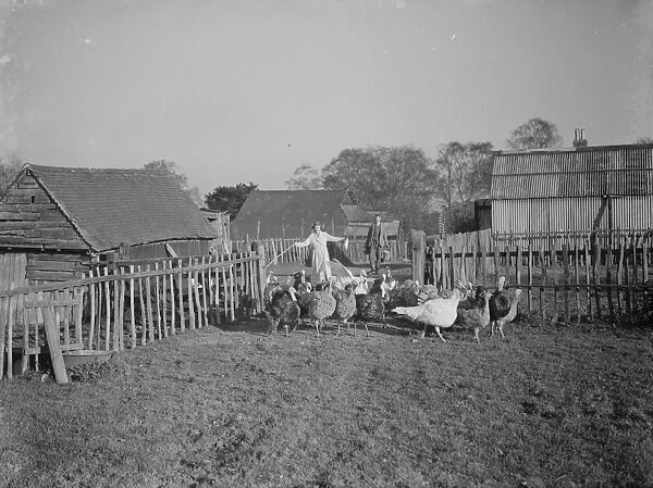 Turkeys on a farm in Frant, East Sussex. 1937