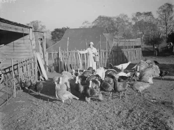 Framed Print : Turkeys on a farm in Frant feeding. 1937 Framed Print : Turkeys on a farm in Frant feeding. 1937