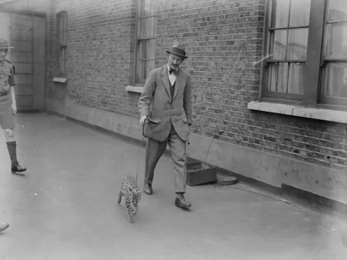 Framed Print : The Tutankhamen cat arrives in London. The mascot of the Watu Wa Miti Scout tribe makes a 10 Framed Print : The Tutankhamen cat arrives in London. The mascot of the Watu Wa Miti Scout tribe makes a 10