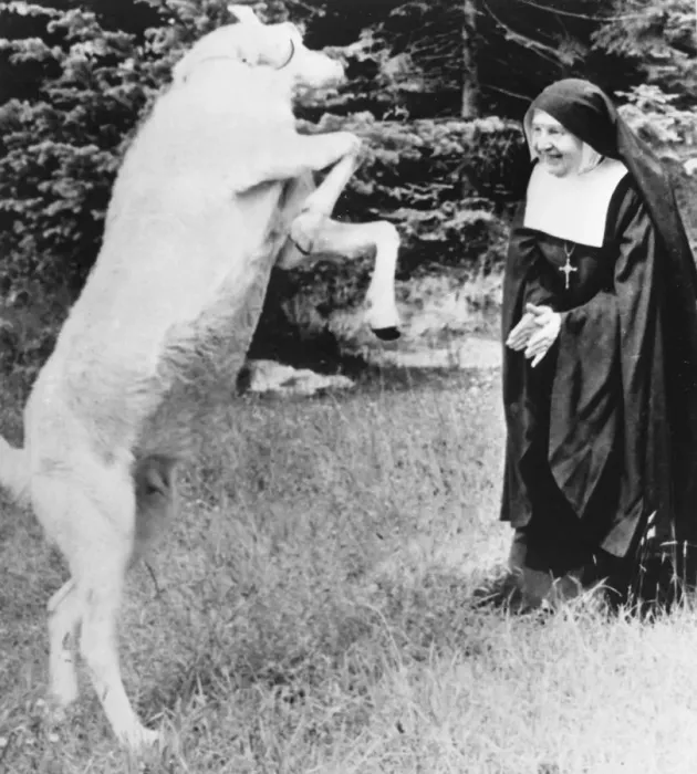 Framed Print : Twinkle, the dancing goat is among 120 animals Mother Cecilia Mary (75) Framed Print : Twinkle, the dancing goat is among 120 animals Mother Cecilia Mary (75)