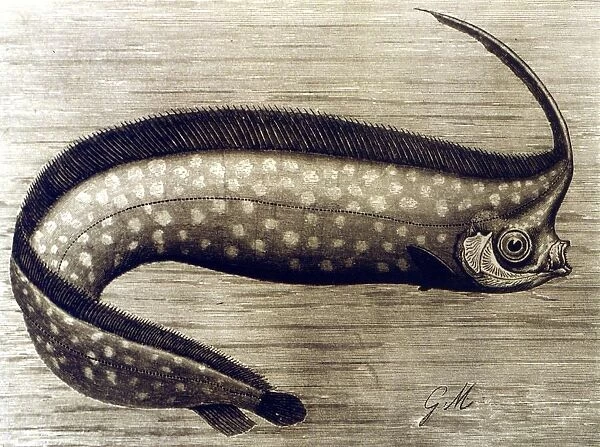 UNICORN The Unicorn Fish. From the 1896 edition of P L Scalters The Royal Natural