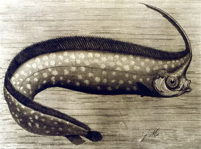 Framed Print : UNICORN The Unicorn Fish. From the 1896 edition of P L Scalters The Royal Natural