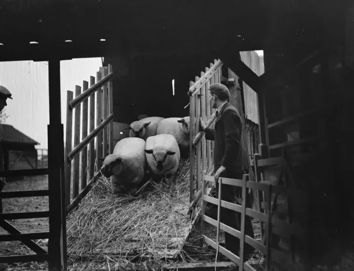 Framed Print : Unloading sheep from a lorry down a ramp. 1937