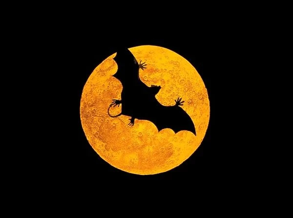 VAMPIRE - Model of vampire bat, flying in front of the Moon