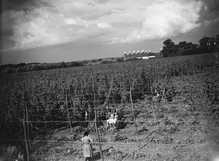 Framed Print : A view over hop fields showing the hop pickers and the oast houses in the distance Framed Print : A view over hop fields showing the hop pickers and the oast houses in the distance