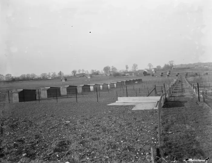 Framed Print : A view of the pigs breeding houses at Tripes Farm, Orpington, Kent. 1936 Framed Print : A view of the pigs breeding houses at Tripes Farm, Orpington, Kent. 1936
