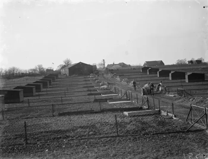 Framed Print : A view of the pigs breeding houses at Tripes Farm, Orpington, Kent. 1936