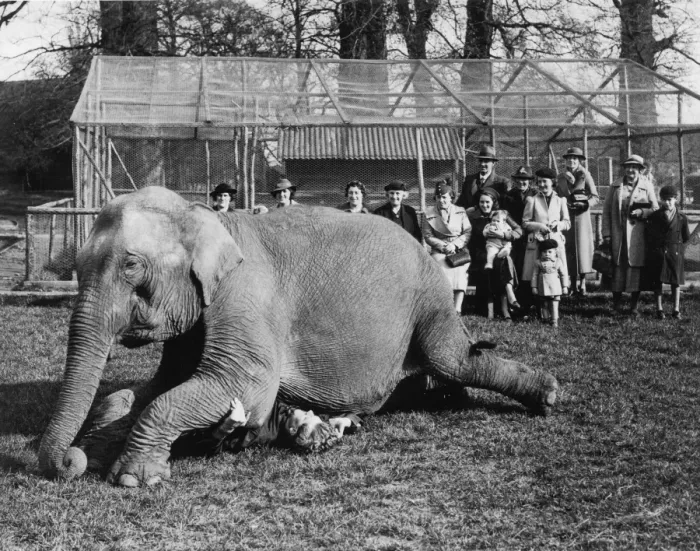 Framed Print : Visitors to Maidstone Zoo Park, Kent, England, are now seeing as an extra privilege Framed Print : Visitors to Maidstone Zoo Park, Kent, England, are now seeing as an extra privilege