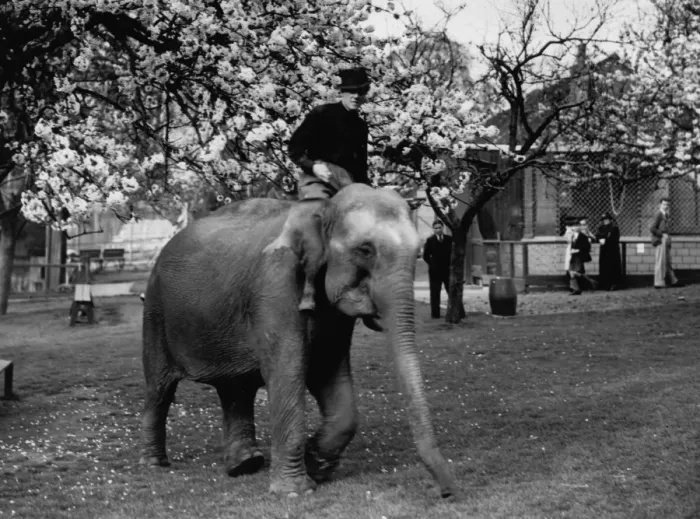 Framed Print : Visitors to Maidstone Zoo Park, Kent, England, are now seeing as an extra privilege Framed Print : Visitors to Maidstone Zoo Park, Kent, England, are now seeing as an extra privilege