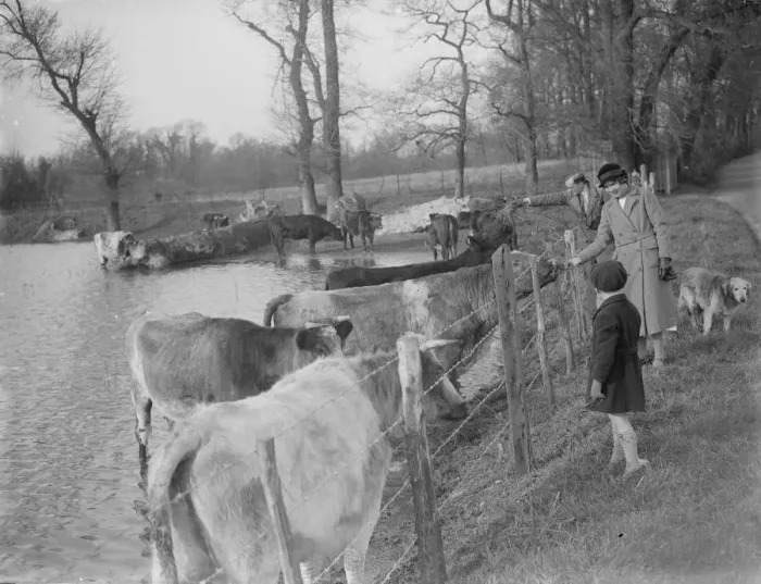 Framed Print : Walkers stop to pet the cows as they retreat to the higher ground to avoid the flooded