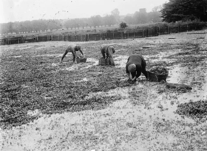 Framed Print : Watercress beds in Farningham. 1935