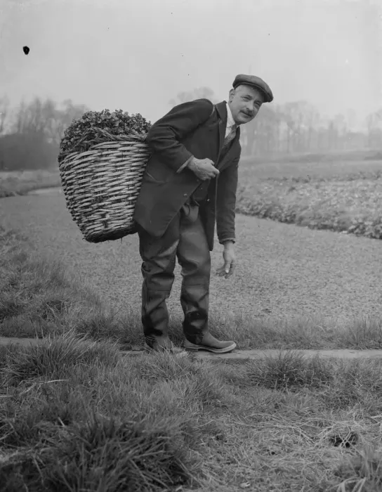 Framed Print : Watercress beds in Footscray cared for Mr Johnstone seen here with a basket load Framed Print : Watercress beds in Footscray cared for Mr Johnstone seen here with a basket load
