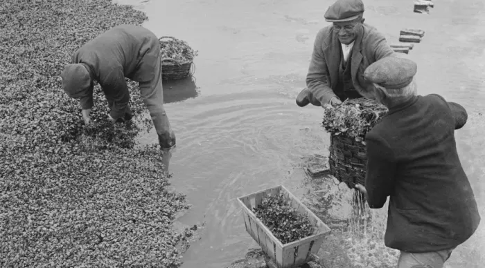 Framed Print : Watercress beds in Horton Kirby, Darenth, Kent. 1935 Framed Print : Watercress beds in Horton Kirby, Darenth, Kent. 1935