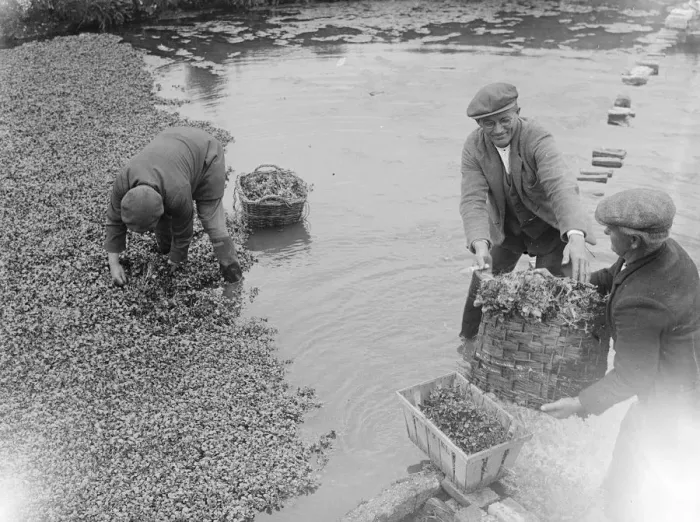 Framed Print : Watercress growing in Darenth, Kent. 1939 Framed Print : Watercress growing in Darenth, Kent. 1939