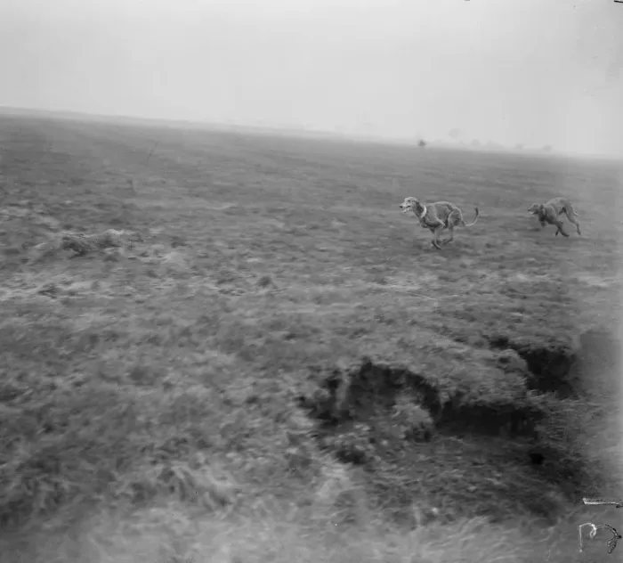 Framed Print : The Waterloo Cup at Altcar. Nearing the quarry, a striking Waterloo Cup snapshort