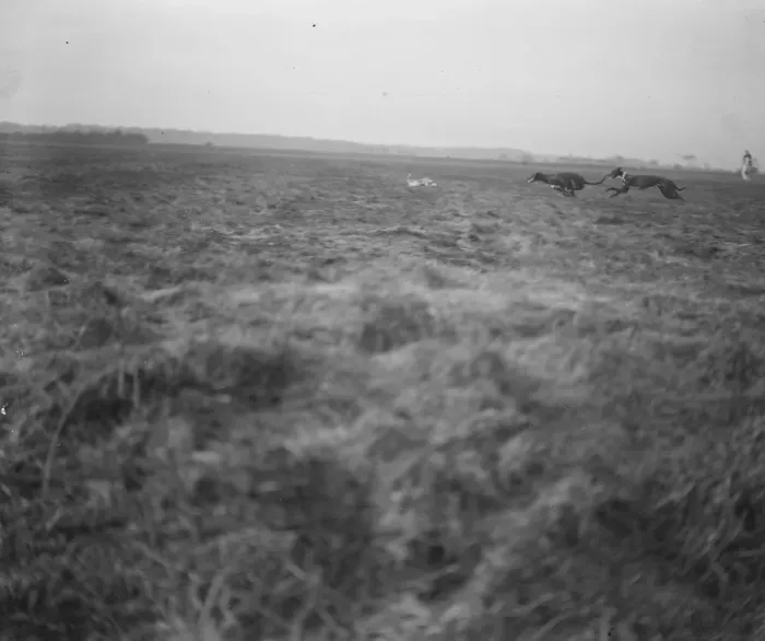 Framed Print : The Waterloo Cup at Altcar The race in progress between between Happy Gallop Framed Print : The Waterloo Cup at Altcar The race in progress between between Happy Gallop