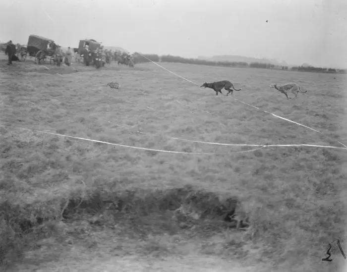 Framed Print : The Waterloo Cup at Altcar A striking photograph obtained at Waterloo Cup Meeting Framed Print : The Waterloo Cup at Altcar A striking photograph obtained at Waterloo Cup Meeting