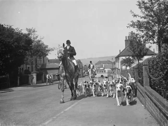 Framed Print : West Kent fox hounds in Sevenoaks. 1938 Framed Print : West Kent fox hounds in Sevenoaks. 1938