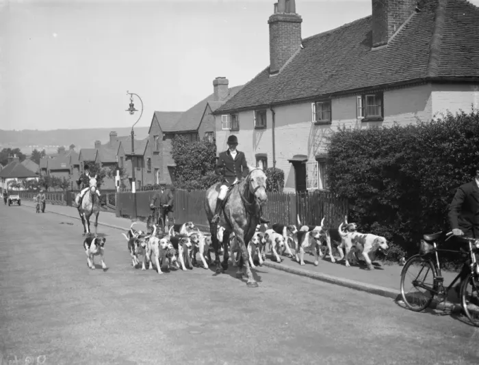Framed Print : West Kent fox hounds in Sevenoaks. 1938