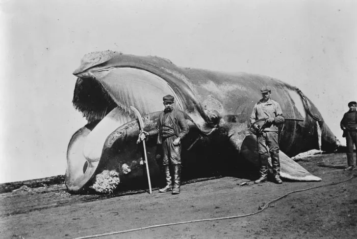 Framed Print : A whale brought ashore at South Georgia. The large island near the Antarctic Region Framed Print : A whale brought ashore at South Georgia. The large island near the Antarctic Region