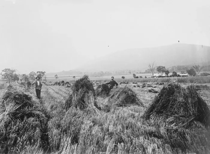 Framed Print : Wheat farm, Killarney Railway, Queensland. 23 March 1923 Framed Print : Wheat farm, Killarney Railway, Queensland. 23 March 1923