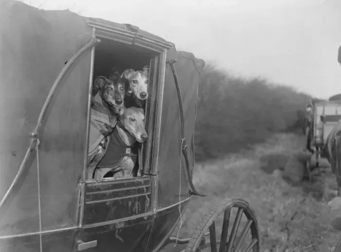 Framed Print : Wheres the hare ? Eager competitors arriving at Altcar for the Waterloo Cup coursing