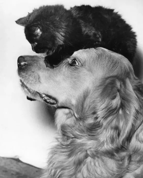 Framed Print : Whisky, a three year old golden retriever is rather worried for Boko, a twelve week Framed Print : Whisky, a three year old golden retriever is rather worried for Boko, a twelve week
