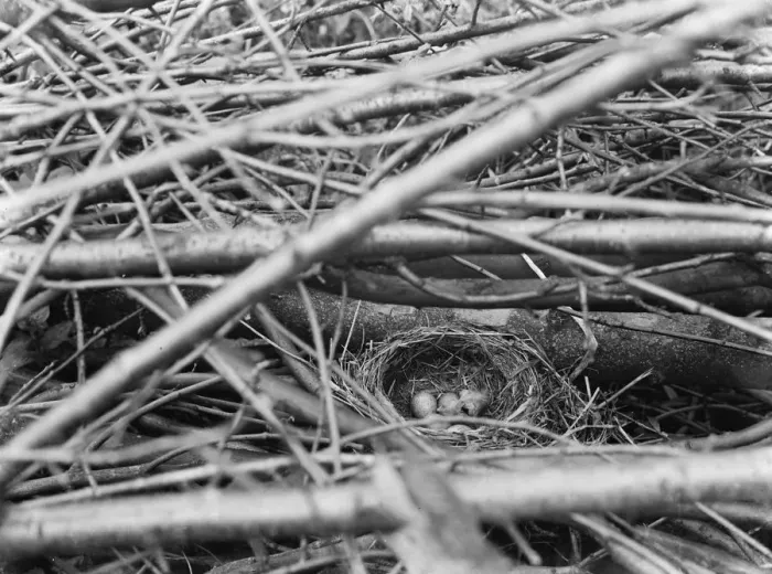 Framed Print : White blackbird eggs in a nest around Westerham, Kent. 1937