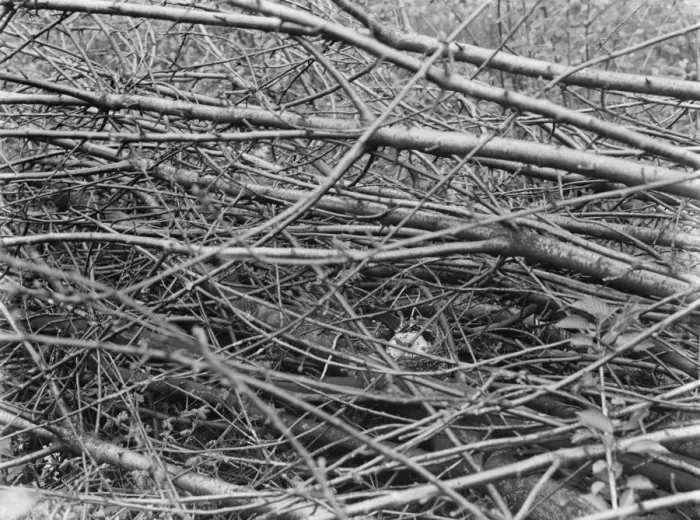 Framed Print : White blackbird sitting on its eggs in Westerham, Kent. 1937 Framed Print : White blackbird sitting on its eggs in Westerham, Kent. 1937