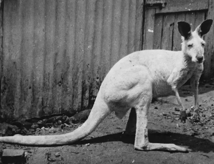 Framed Print : White kangaroo Princess. 12 November 1919 Framed Print : White kangaroo Princess. 12 November 1919