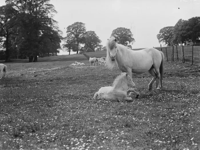 Framed Print : White ponies. Mare and foal in a field. 1935