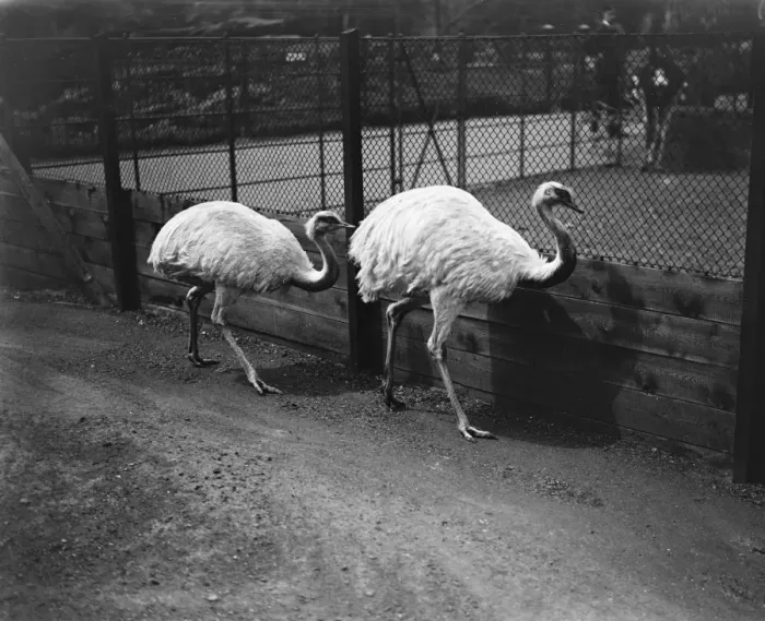 Framed Print : The white sisters. Two snow white emus which have arrived at the zoo. 20 May 1920 Framed Print : The white sisters. Two snow white emus which have arrived at the zoo. 20 May 1920