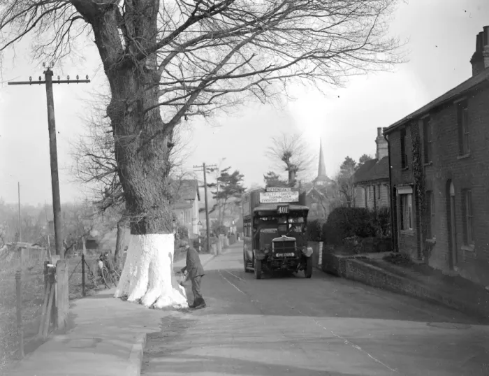 Framed Print : Whitewashing the tree trunks on the roadside for safety in Eynsford, Kent. [Sevenoaks